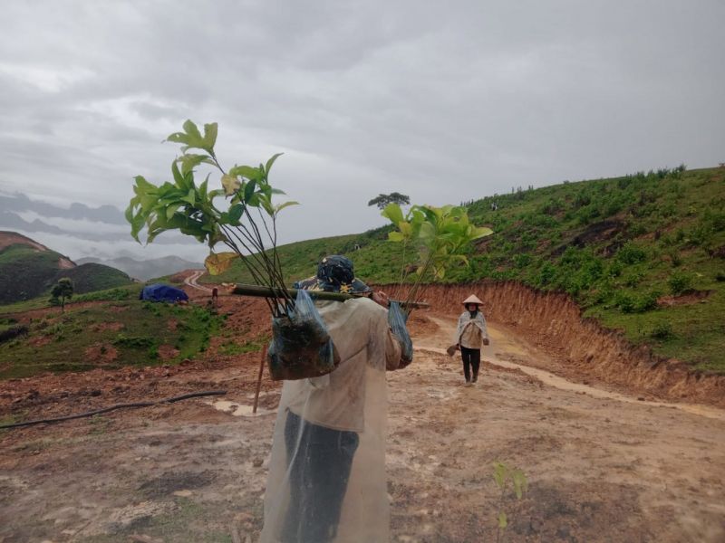 Ngày trồng rừng đầu tiên