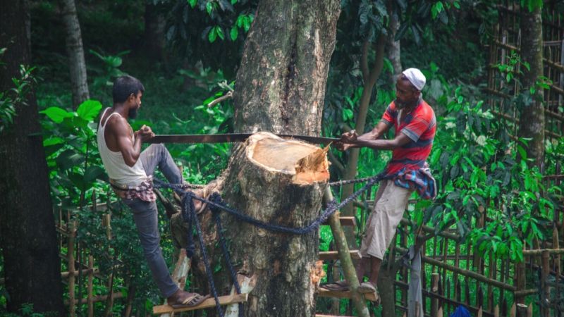 Nạn chặt phá rừng gây suy giảm nghiêm trọng đến diện tích rừng tự nhiên
