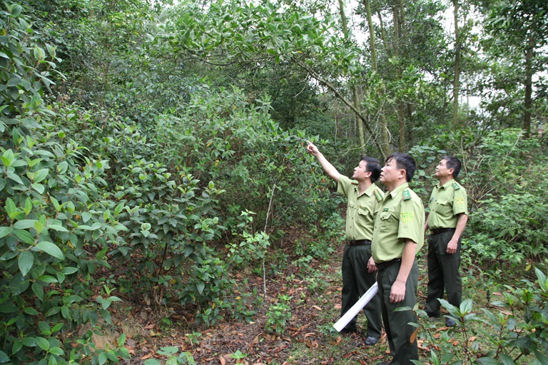 Bảo vệ rừng là nhiệm vụ cực kỳ quan trọng